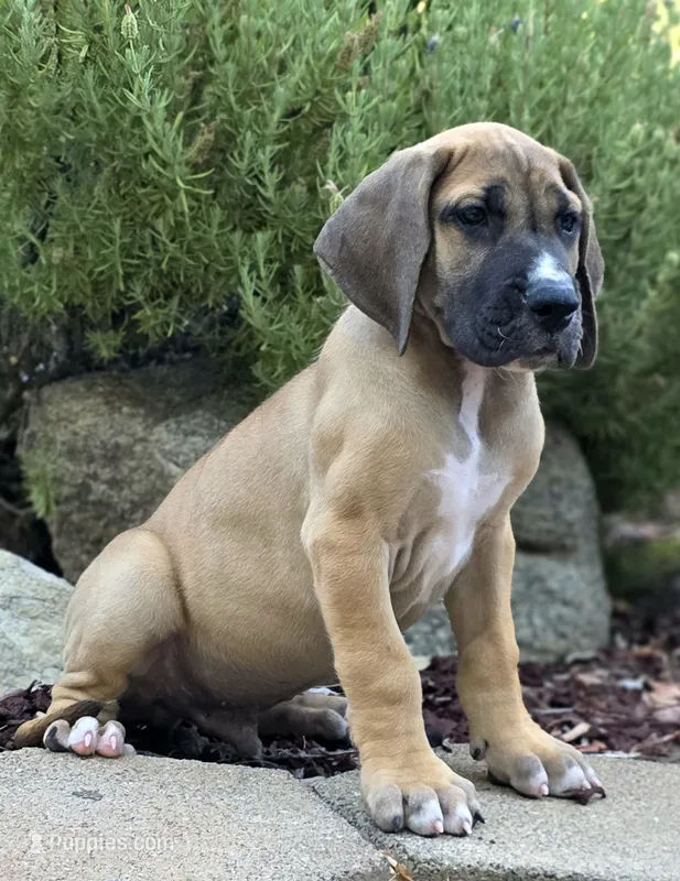 Bobo – Great Dane puppy for sale in Central, CA
