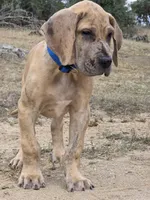 Schofield, a male Great Dane for sale in Central, CA – 3 of 10