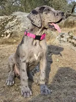 Ewa, a female Great Dane for sale in Central, CA – 8 of 10