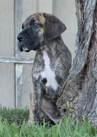 Momo, a male Great Dane for sale in Central, CA – 5 of 10