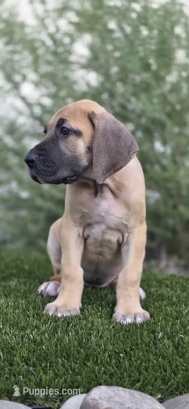 Fawn girl – Great Dane puppy for sale in Central, CA
