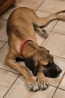 Bobo, a male Great Dane for sale in Central, CA – 2 of 2