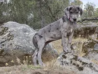 Ewa, a female Great Dane for sale in Central, CA – 3 of 10