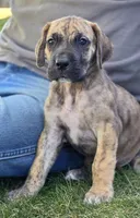 Fred, a male Great Dane for sale in Central, CA – 4 of 6