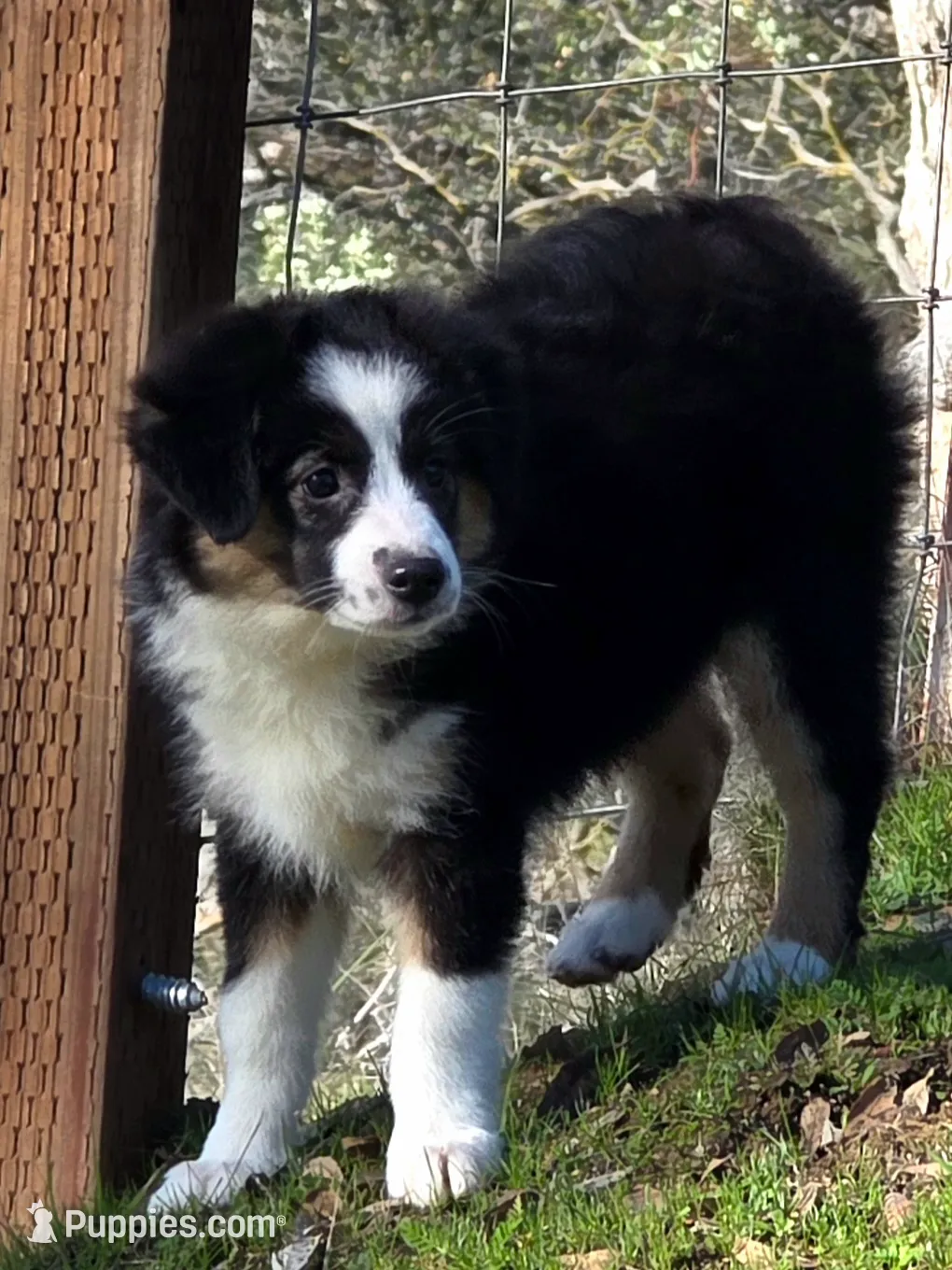 Jesse's girl, a female Miniature Australian Shepherd for sale in Central, CA – Photo 5 of 10