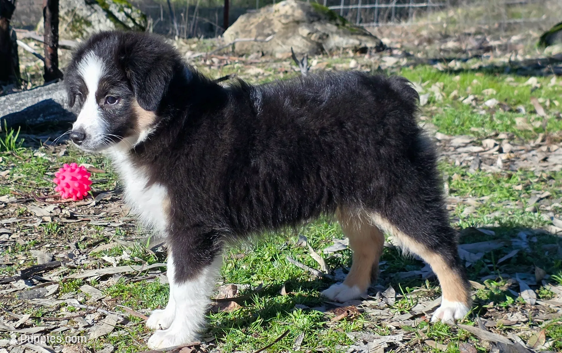 Jesse's girl, a female Miniature Australian Shepherd for sale in Central, CA – Photo 10 of 10