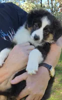 Jesse's girl, a female Miniature Australian Shepherd for sale in Central, CA – Photo 8 of 10