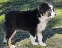 Jesse's girl, a female Miniature Australian Shepherd for sale in Central, CA – Photo 9 of 10