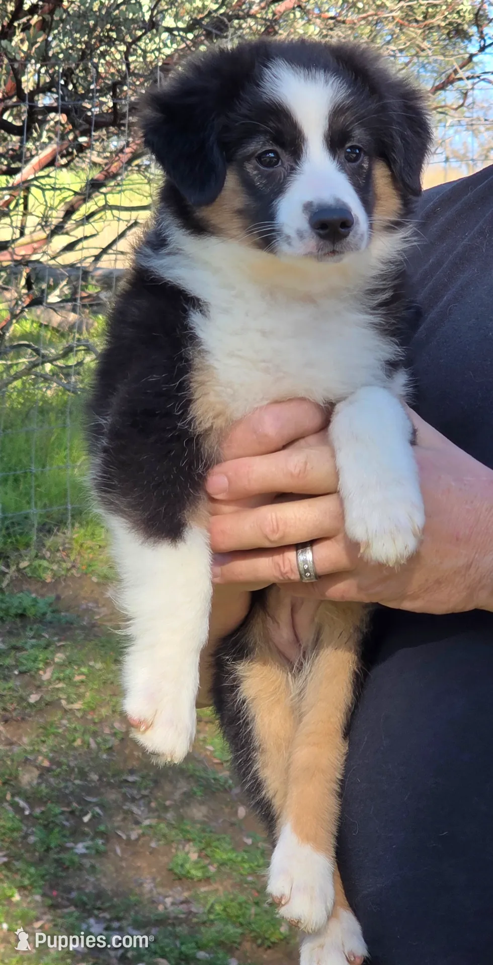 Jesse's girl, a female Miniature Australian Shepherd for sale in Central, CA – Photo 6 of 10