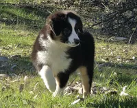 Jesse's girl, a female Miniature Australian Shepherd for sale in Central, CA – Photo 3 of 10