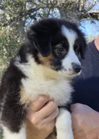 Jesse's girl, a female Miniature Australian Shepherd for sale in Central, CA – Photo 4 of 10