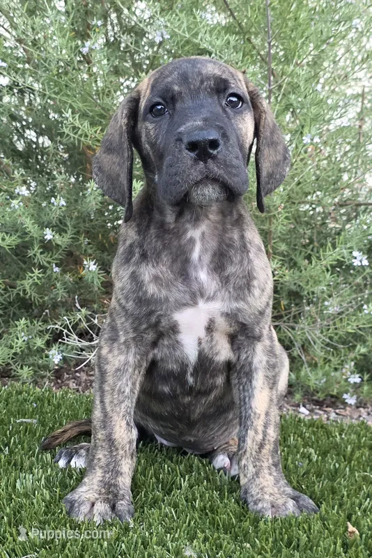 Brindle girl – Great Dane puppy for sale in Central, CA