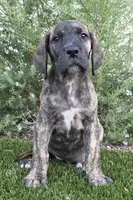 Mimi, a female Great Dane for sale in Central, CA – 1 of 10
