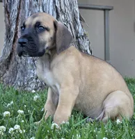 Fawn boy 2, a male Great Dane for sale in Central, CA – 3 of 5