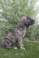 Mimi, a female Great Dane for sale in Central, CA – 6 of 10