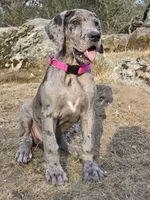 Ewa, a female Great Dane for sale in Central, CA – 9 of 10