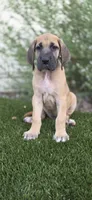Gigi, a female Great Dane for sale in Central, CA – 7 of 7