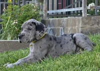 Blue Merle 1, a male Great Dane for sale in Central, CA – 2 of 4