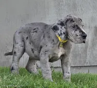 Blue Merle 1, a male Great Dane for sale in Central, CA – 3 of 4