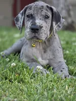 Blue Merle 1, a male Great Dane for sale in Central, CA – 4 of 4
