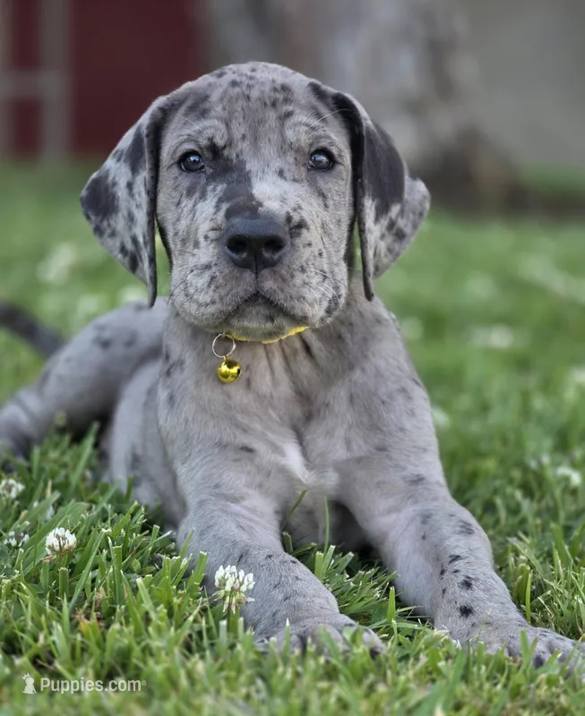 Blue Merle 1 – Great Dane puppy for sale in Central, CA