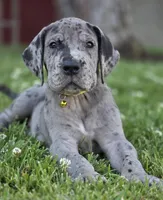 Blue Merle 1, a male Great Dane for sale in Central, CA – 1 of 4