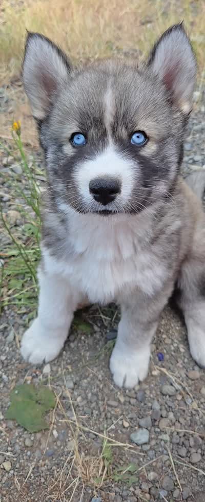Akc - Blossom, a female Siberian Husky for sale in Auburn, WA – 6 of 6