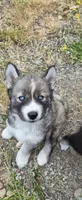 AKC - Droggo, a male Siberian Husky for sale in Auburn, WA – 4 of 4