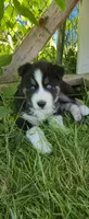 AKC - Rocky, a male Siberian Husky for sale in Auburn, WA – 3 of 6