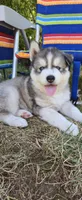 AKC - Gaston, a male Siberian Husky for sale in Auburn, WA – 5 of 6