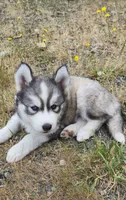 Akc - Blossom, a female Siberian Husky for sale in Auburn, WA – 3 of 6