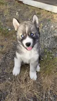AKC - Droggo, a male Siberian Husky for sale in Auburn, WA – 2 of 4