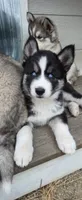 AKC - Rocky, a male Siberian Husky for sale in Auburn, WA – 4 of 6
