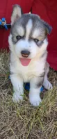 AKC - Gaston, a male Siberian Husky for sale in Auburn, WA – 2 of 6