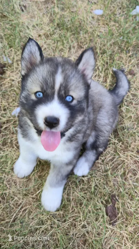 AKC - Droggo – Siberian Husky puppy for sale in Auburn, WA
