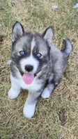 AKC - Droggo, a male Siberian Husky for sale in Auburn, WA – 1 of 4