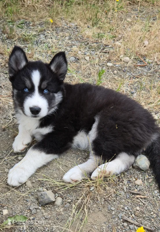 AKC - Rocky – Siberian Husky puppy for sale in Auburn, WA