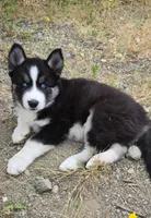 AKC - Rocky, a male Siberian Husky for sale in Auburn, WA – 1 of 6