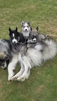 AKC - Droggo, a male Siberian Husky for sale in Auburn, WA – 3 of 4