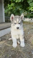 AKC - Gaston, a male Siberian Husky for sale in Auburn, WA – 3 of 6
