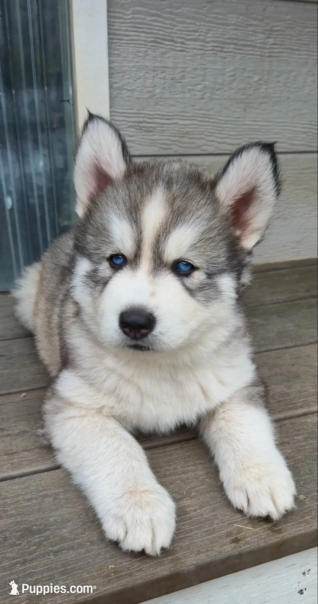 AKC - Gaston, a male Siberian Husky for sale in Auburn, WA – 1 of 6