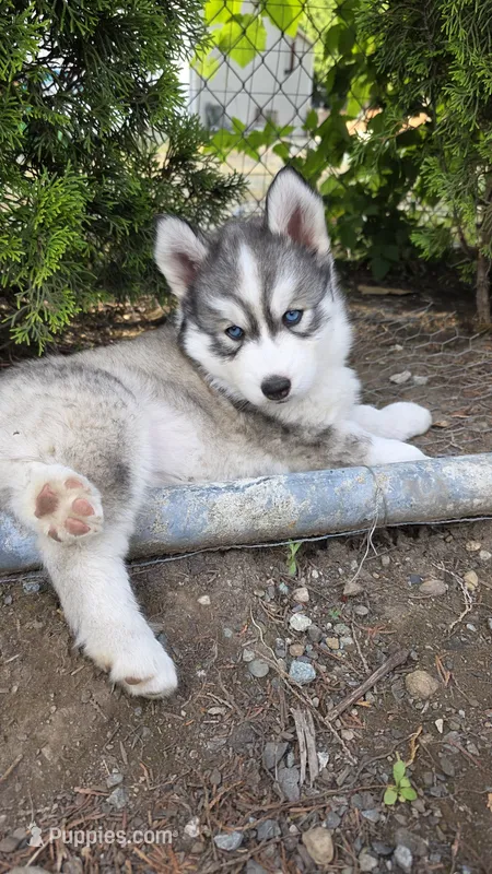 Akc - Blossom – Siberian Husky puppy for sale in Auburn, WA