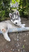 Akc - Blossom, a female Siberian Husky for sale in Auburn, WA – 1 of 6