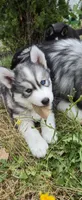 Akc - Blossom, a female Siberian Husky for sale in Auburn, WA – 2 of 6