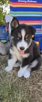 AKC - Rocky, a male Siberian Husky for sale in Auburn, WA – 5 of 6