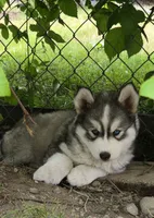 Akc - Blossom, a female Siberian Husky for sale in Auburn, WA – 4 of 6