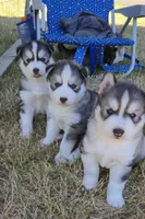 Akc - Blossom, a female Siberian Husky for sale in Auburn, WA – 5 of 6