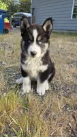 AKC - Rocky, a male Siberian Husky for sale in Auburn, WA – 2 of 6