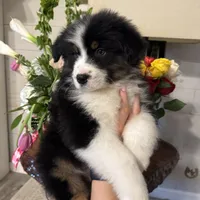  Jack, a male Australian Shepherd for sale in London, KY – Photo 1 of 8