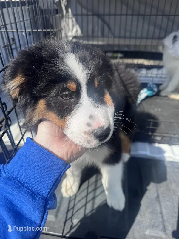  Jack – Australian Shepherd puppy for sale in London, KY